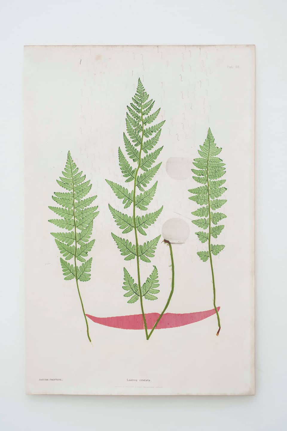 Lucy Skaer, The Green Man, 2018. Crayon et encre sur papier, 54,8 x 36,8 cm. Achat à la Galerie Peter Freeman, Inc., Paris. Collection Frac Bretagne. © droits réservés