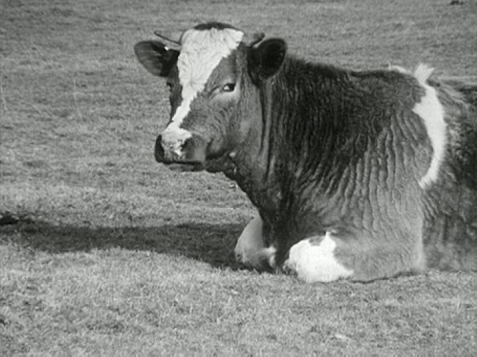 George Rey, La vache qui rumine, 1969, film 16mm transféré sur DVD, noir et blanc, muet, durée 2’45 ©George Rey. Collection Frac Normandie.