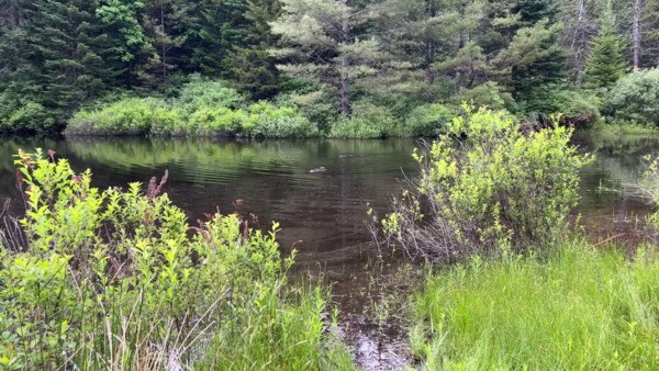 Suzanne Husky, Le Son d'une nouvelle cascade, 2022